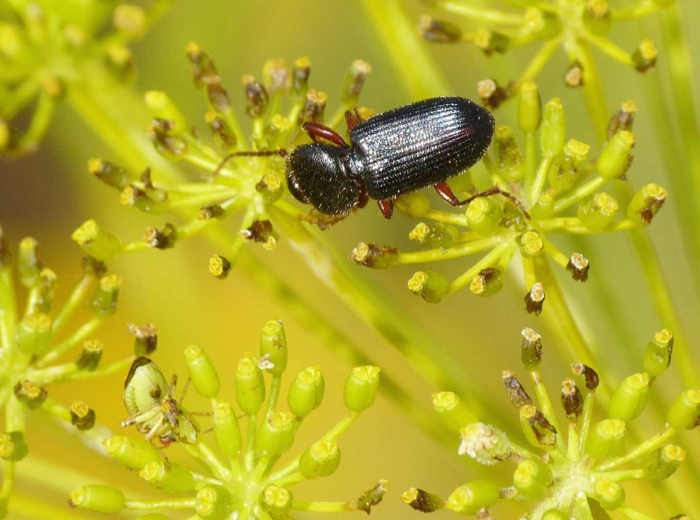 Piccoli Carabidae vegetariani: Carterus sp.